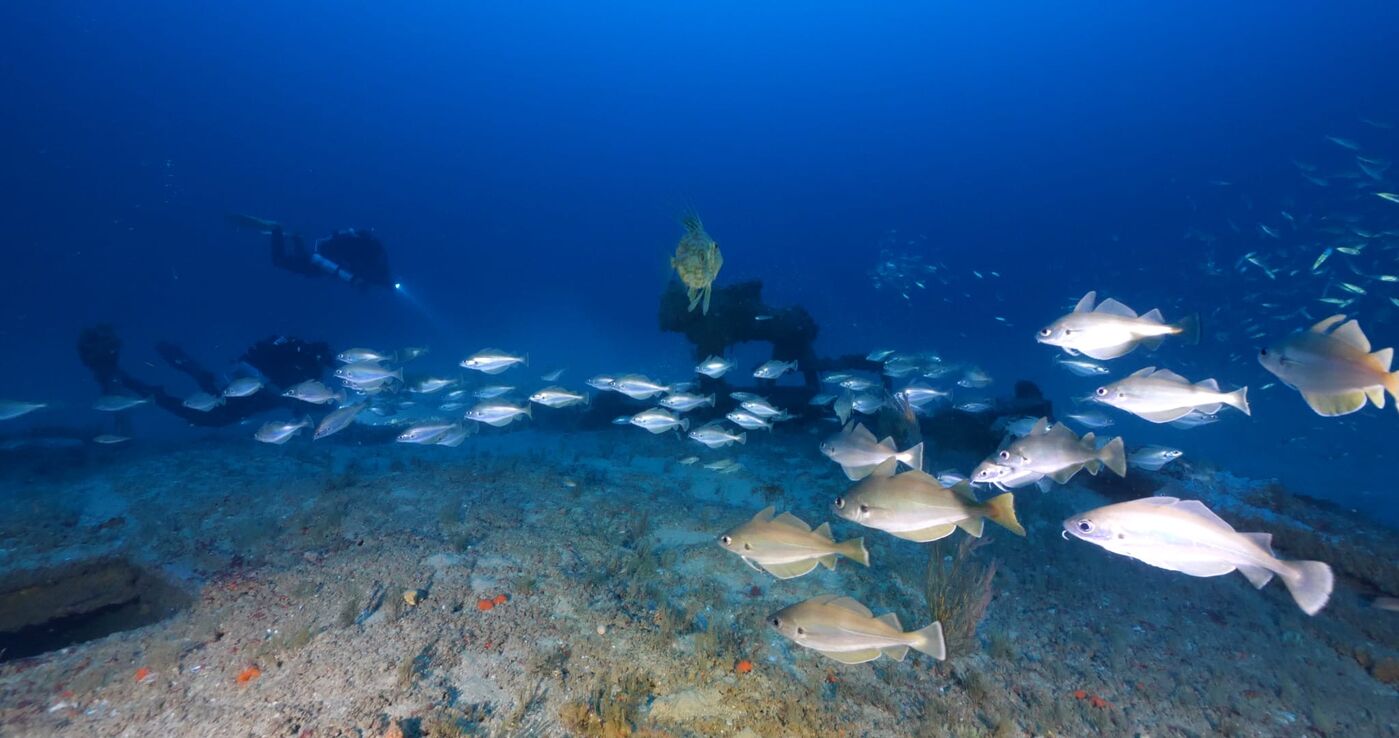 Los bancos de peces: organización y estrategias del comportamiento colectivo
