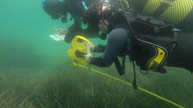 Posidonia y laminarias: dos pulmones submarinos en el Mediterráneo y el Atlántico