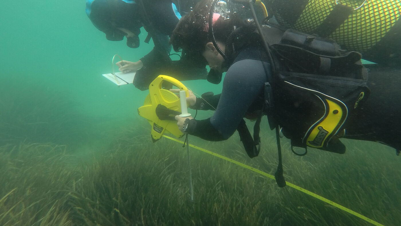 Posidonia y laminarias: dos pulmones submarinos en el Mediterráneo y el Atlántico