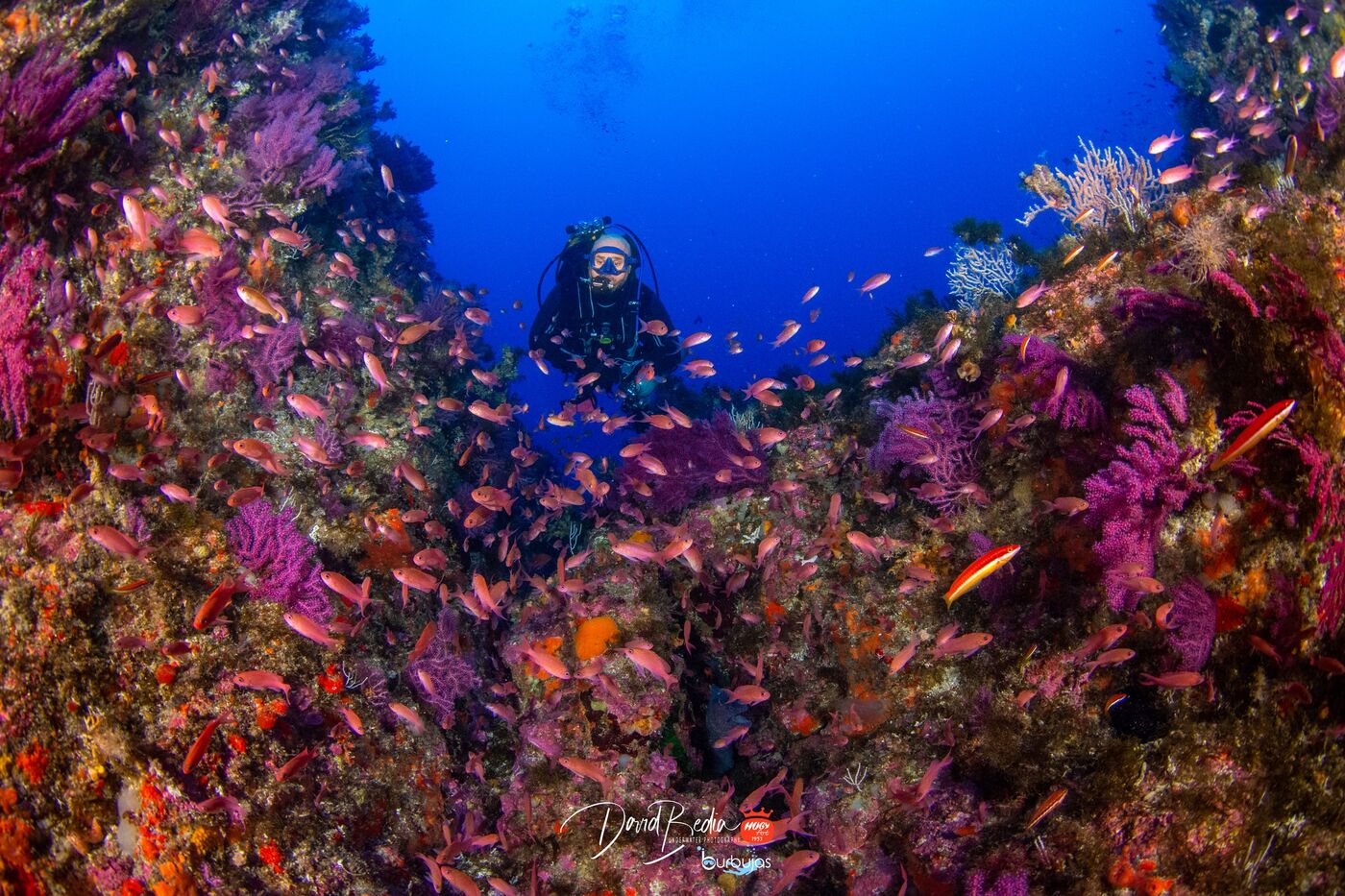 ¿Qué son los biotopos submarinos y por qué son importantes para la vida marina?