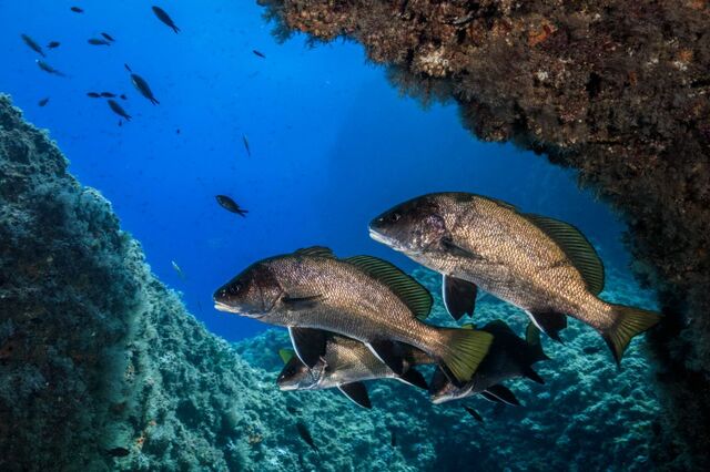 Green Diving Spain