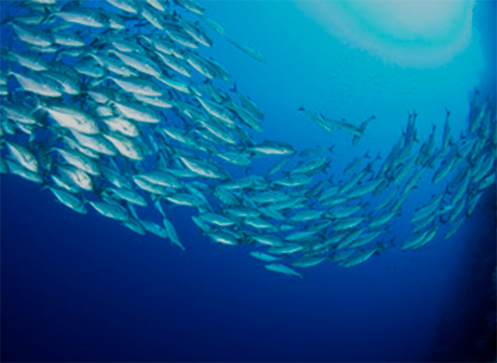 Los bancos de peces
