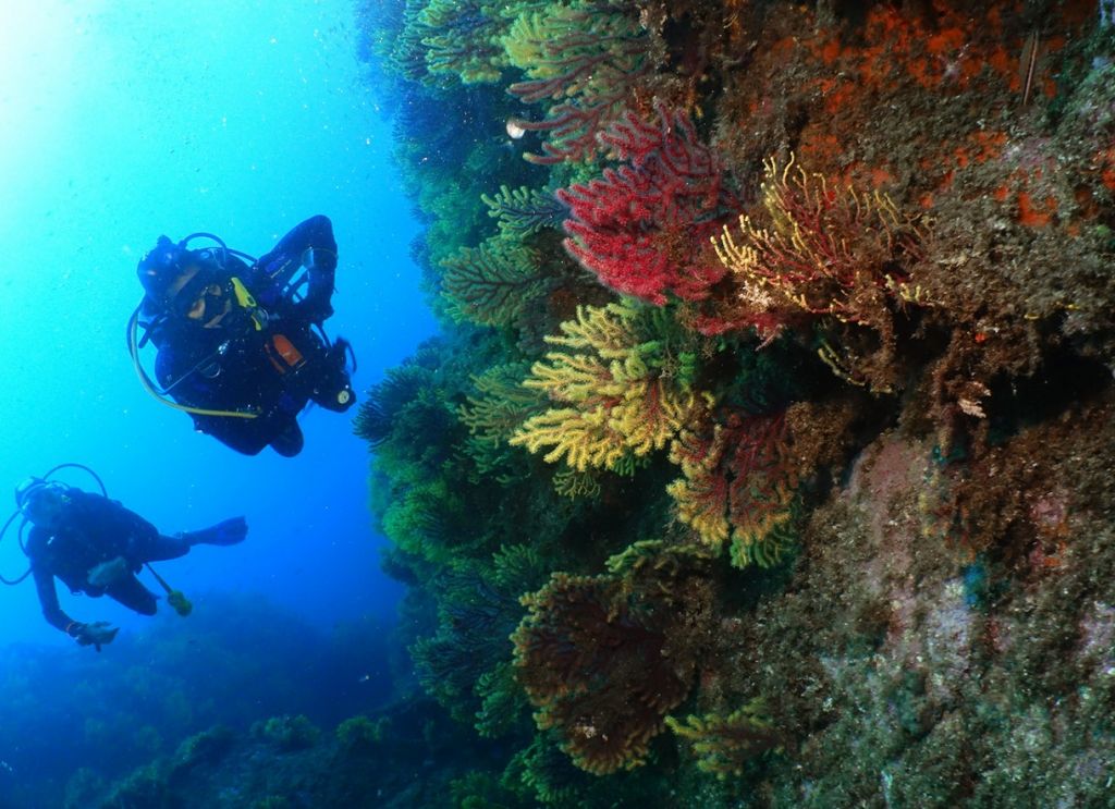 Gorgonias y corales