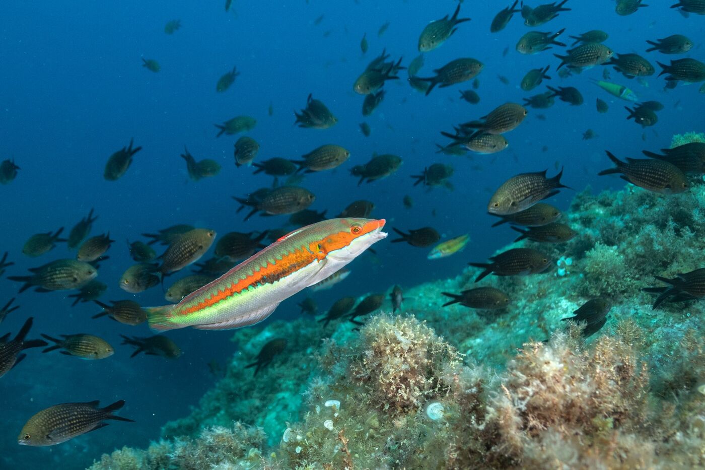 Peces de colores