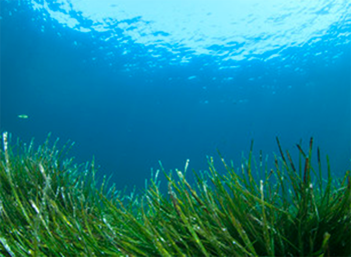 La posidonia y los bosques de algas