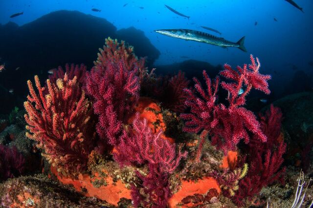 Green Diving Spain